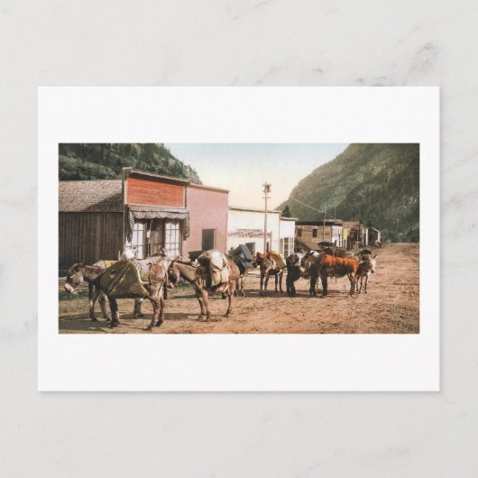 Colorado Pack Trail Ready for Miners 1904 Briefkaart (Voorkant)