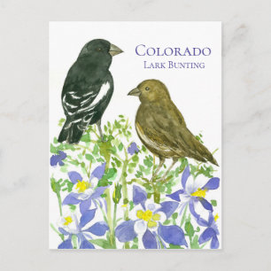 Colorado Park Bunting State Birds Wild Columbine Briefkaart