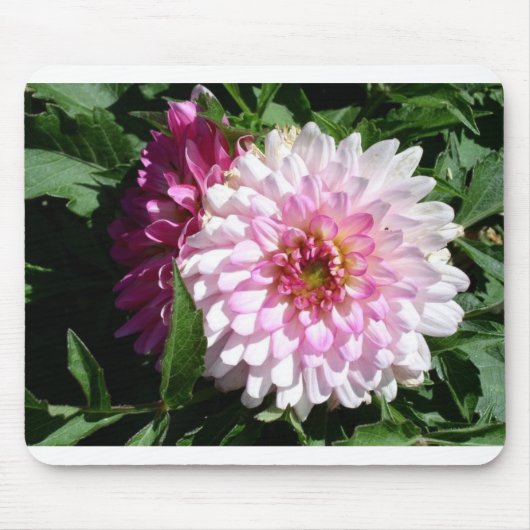 Colorado pink dahlia muismat (Voorkant)