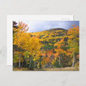 Colorado Rocky Mountains Aspen Trees Herfst Foliag Briefkaart (Voorkant / Achterkant)