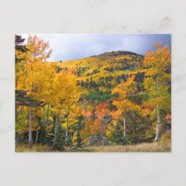 Colorado Rocky Mountains Aspen Trees Herfst Foliag Briefkaart