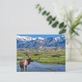 Colorado Rocky Mountains Elk Briefkaart (Staand voorkant)
