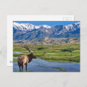 Colorado Rocky Mountains Elk Briefkaart (Voorkant / Achterkant)