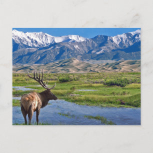 Colorado Rocky Mountains Elk Briefkaart