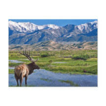 Colorado Rocky Mountains Elk
