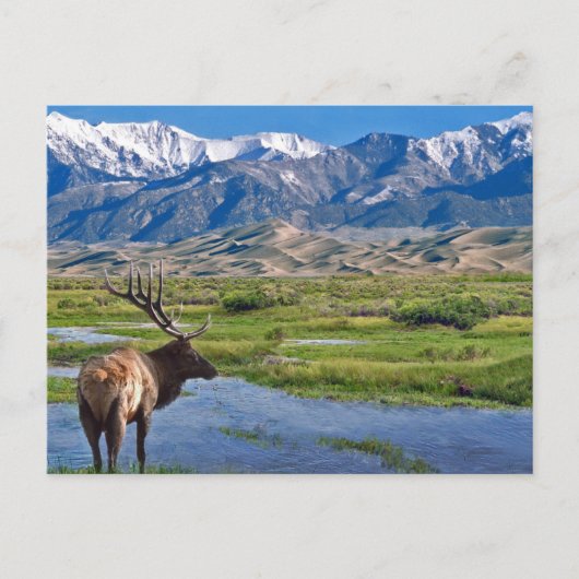 Colorado Rocky Mountains Elk Briefkaart (Voorkant)