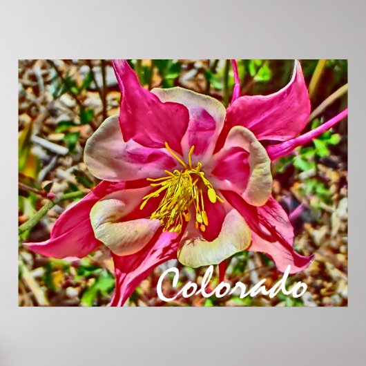 Colorado roze columbine poster (Voorkant)