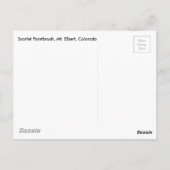 Colorado Scarlet Paintborstel Briefpapier Briefkaart (Achterkant)