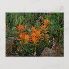 Colorado Scarlet Paintborstel Briefpapier Briefkaart