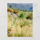 Colorado September Briefkaart (Voorkant)