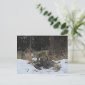 Colorado Snow Coyote Briefkaart (Staand voorkant)