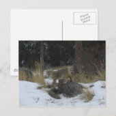 Colorado Snow Coyote Briefkaart (Voorkant / Achterkant)