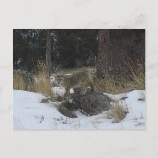 Colorado Snow Coyote Briefkaart (Voorkant)