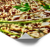 Colorado spring poster (Hoek)