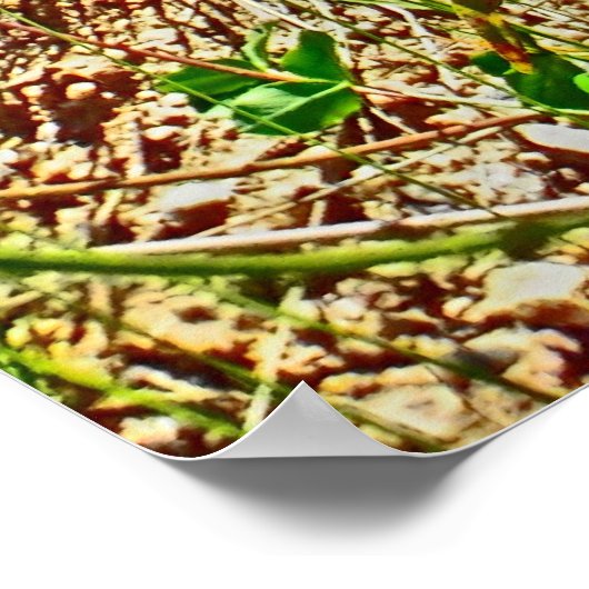 Colorado spring poster (Hoek)