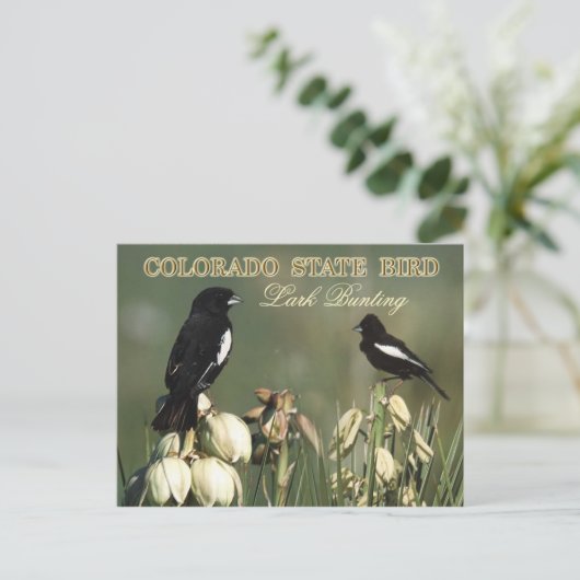 Colorado State Bird - Lark Bunting Briefkaart (Staand voorkant)