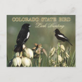 Colorado State Bird - Lark Bunting Briefkaart (Voorkant)