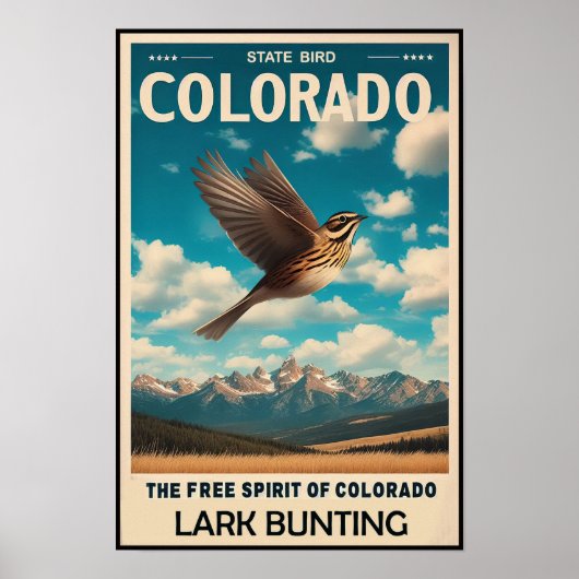 Colorado State Bird - Lark Bunting  Poster (Voorkant)