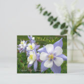 Colorado State Flower: Rocky Mountain Columbine Briefkaart (Staand voorkant)