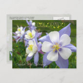 Colorado State Flower: Rocky Mountain Columbine Briefkaart (Voorkant / Achterkant)
