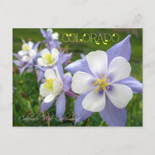 Colorado State Flower: Rocky Mountain Columbine Briefkaart