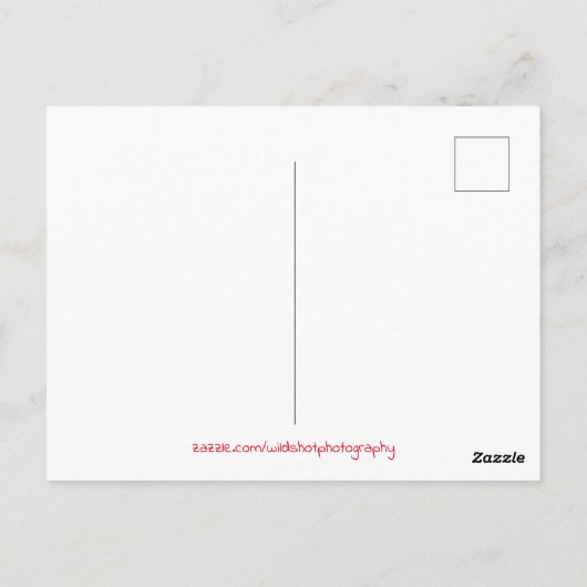 Colorado Summer Camp Fire Briefkaart (Achterkant)