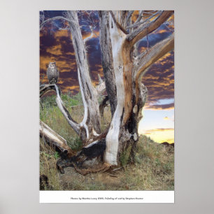 Colorado Sunset Poster