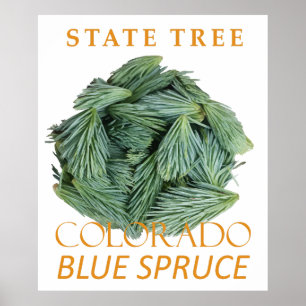 Colorado Territory Boom De Blauwe Spar Poster