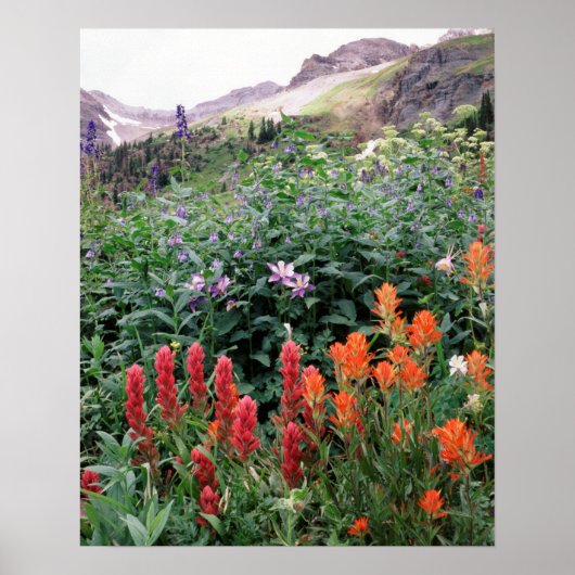 Colorado, Uncompahgre National Forest Poster (Voorkant)