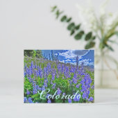 colorado wildflower briefkaart (Staand voorkant)