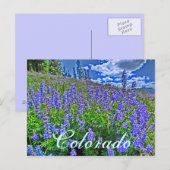 colorado wildflower briefkaart (Voorkant / Achterkant)