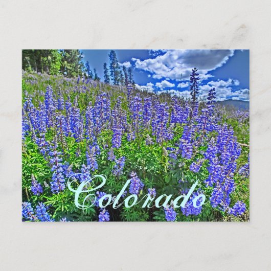 colorado wildflower briefkaart (Voorkant)