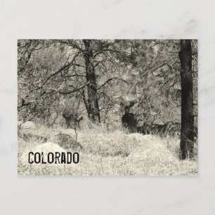 Colorado Wildlife Briefkaart