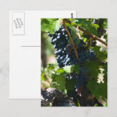 Colorado Wine Land Briefkaart (Voorkant / Achterkant)