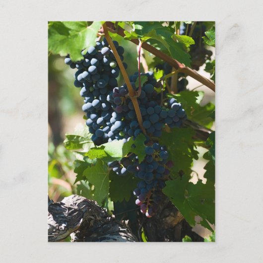 Colorado Wine Land Briefkaart (Voorkant)