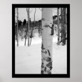 Colorado Winter Aspen Tree Poster (Voorkant)