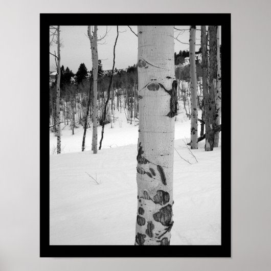 Colorado Winter Aspen Tree Poster (Voorkant)