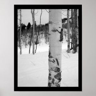 Colorado Winter Esdoorn Boom Poster
