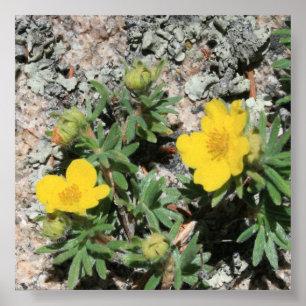 Colorado Yellow Mountain Wildbloemen Poster