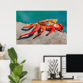 Colored Crab, Galapagos Island, Ecuador Poster (Thuiskantoor)