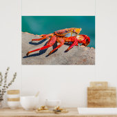 Colored Crab, Galapagos Island, Ecuador Poster (Keuken)