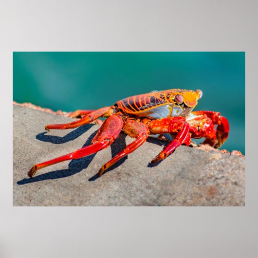 Colored Crab, Galapagos Island, Ecuador Poster (Voorkant)