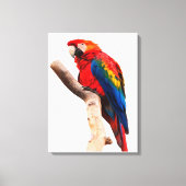 Colored Parrot Canvas Afdruk (Voorkant)