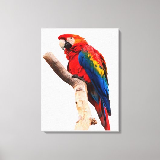 Colored Parrot Canvas Afdruk (Voorkant)