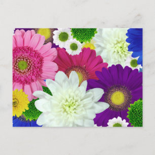 Colorfor Daisies Briefkaart