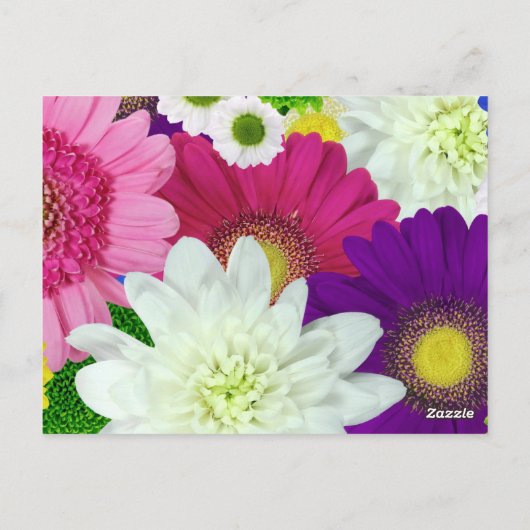 Colorfor Daisies Briefkaart (Achterkant)
