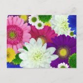 Colorfor Daisies Briefkaart (Voorkant)