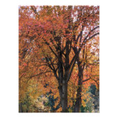 Colorful Autumn laat fotografisch over Foto Afdruk (Voorkant)