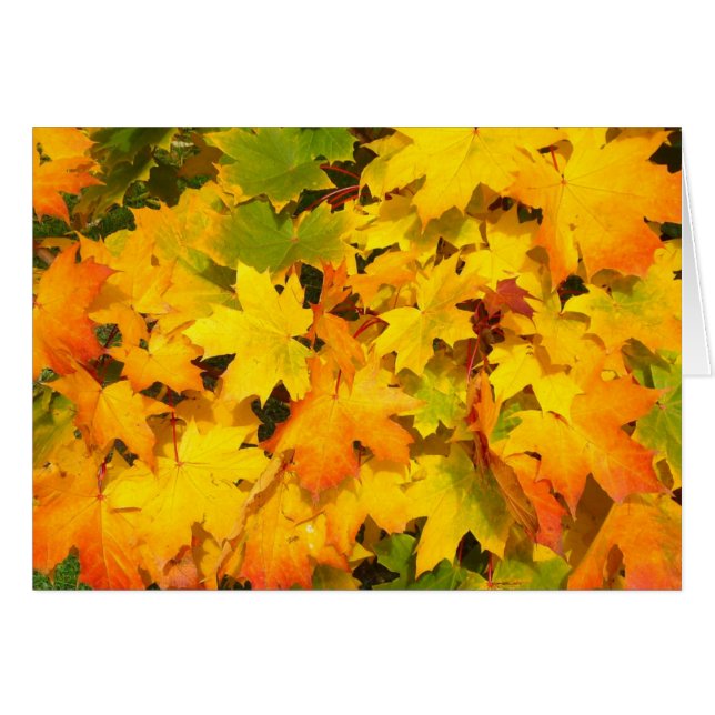 Colorful Autumn Leaves (Voorkant Horizontaal)