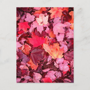 Colorful Autumn Leaves Briefkaart